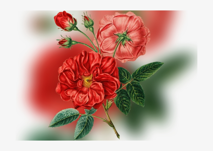 Color Palette Ideas From Flower Garden Roses Rose Family - Vintage Rose Flower Png, transparent png download