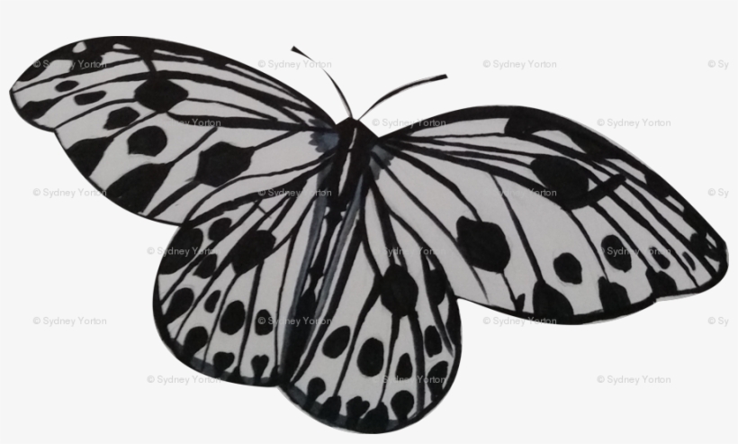 Monarch Butterfly, transparent png download