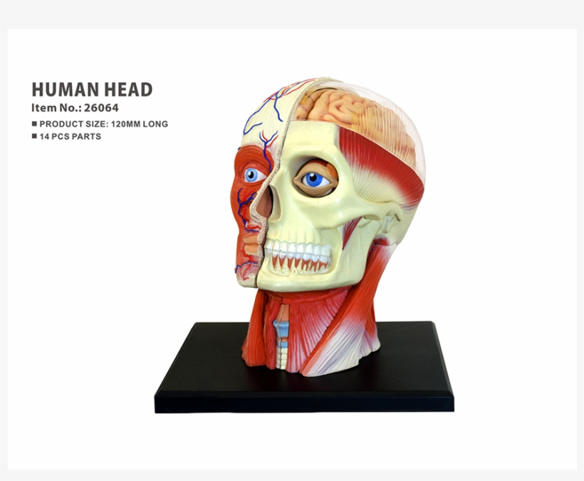 Human Head Anatomy Model - Lab School Science Products, transparent png download