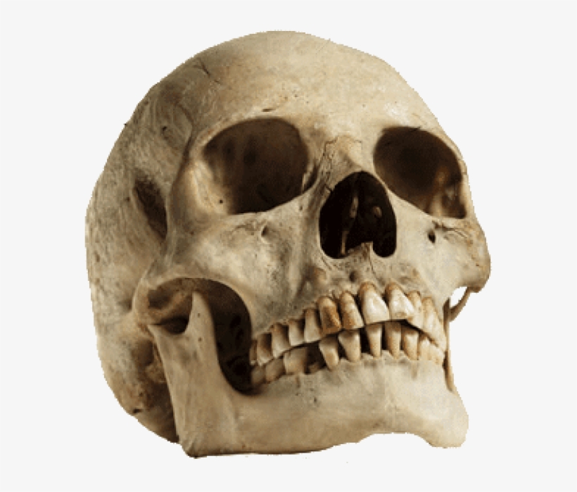 Free Png Download Human Skull Looking Up Png Images - Human Skull Png Transparent, transparent png download