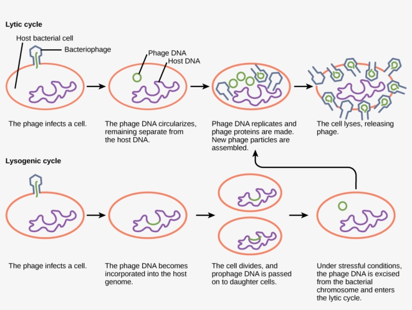 1043 X 735 2 - Does Bacteria Cause Disease Diagram, transparent png download