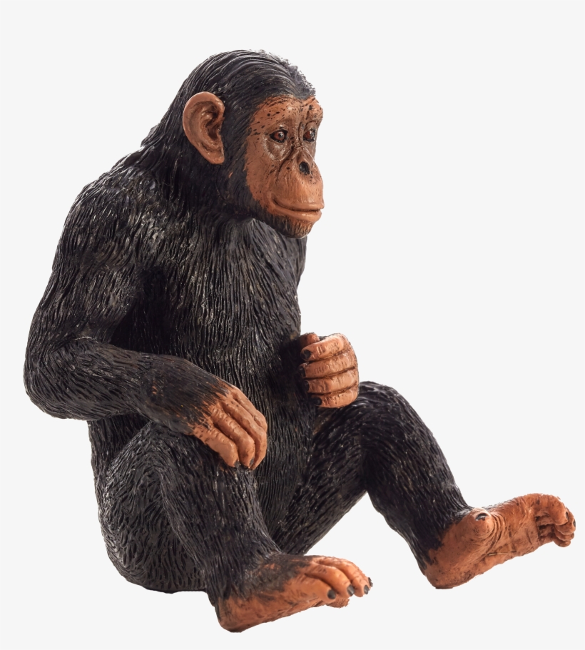 Wildlife - Chimpanzee Mojo, transparent png download