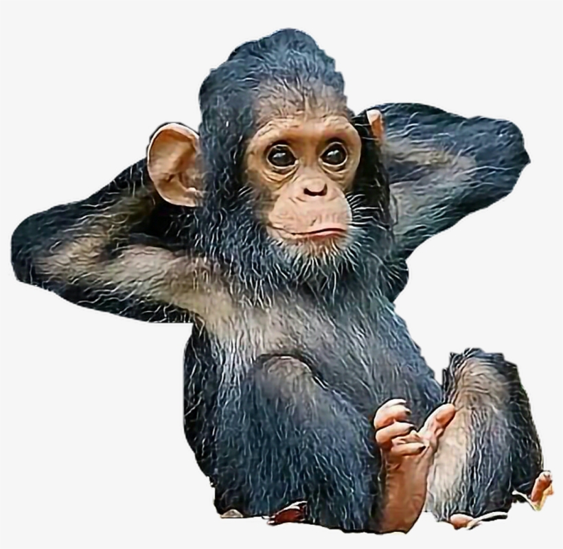Chimpanzee Babymonkey Monkey Freetoedit - Animal, transparent png download