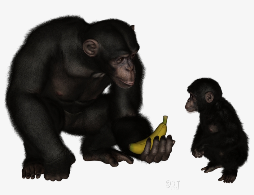 Posted By Rj At - Common Chimpanzee, transparent png download