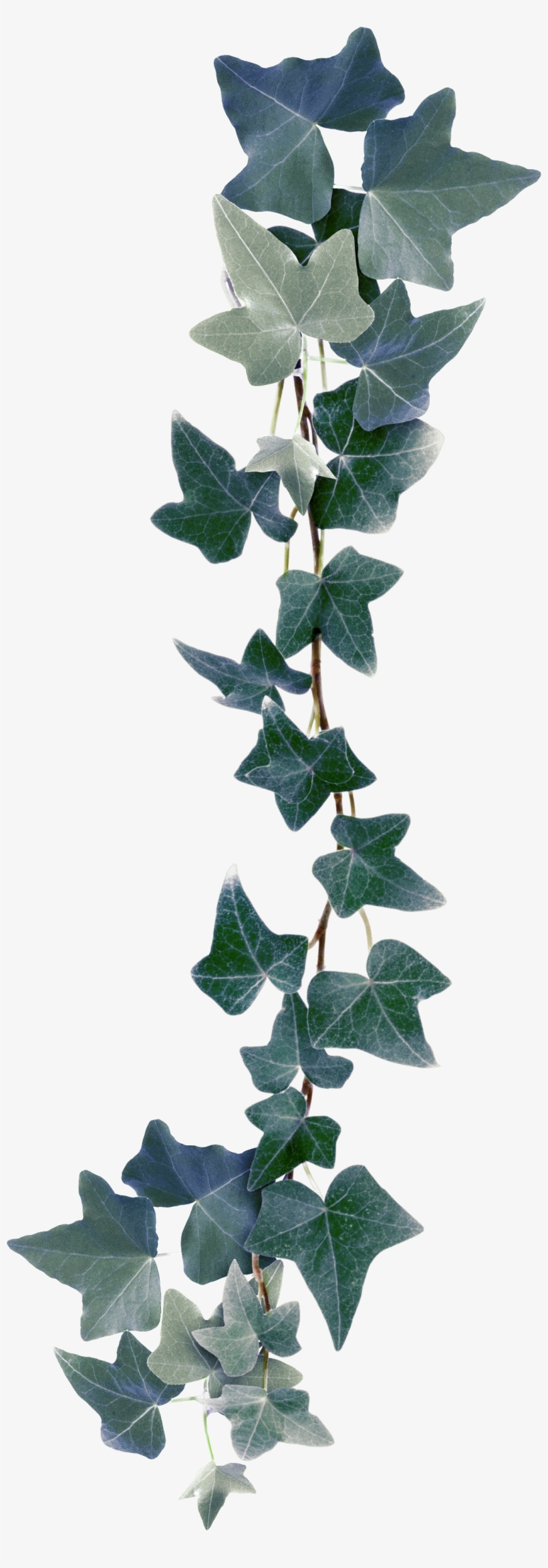 Png Transparent Stock Bindweed Plant Clip Art Leaves - Ivy, transparent png download