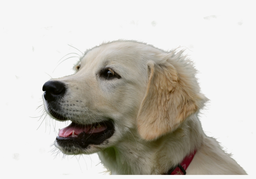 Golden Retriever, Isolated, Dog, Animal, Pet - Esperanza De Vida Golden Retriever, transparent png download
