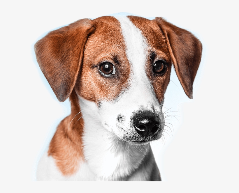Contact Our Veterinary Emergency Referral Center - Harrier, transparent png download