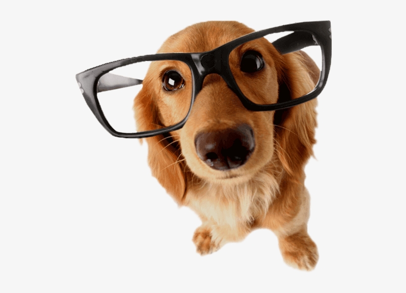 Dog Reading Glasses600png Dog With Glass PNG Image Transparent PNG