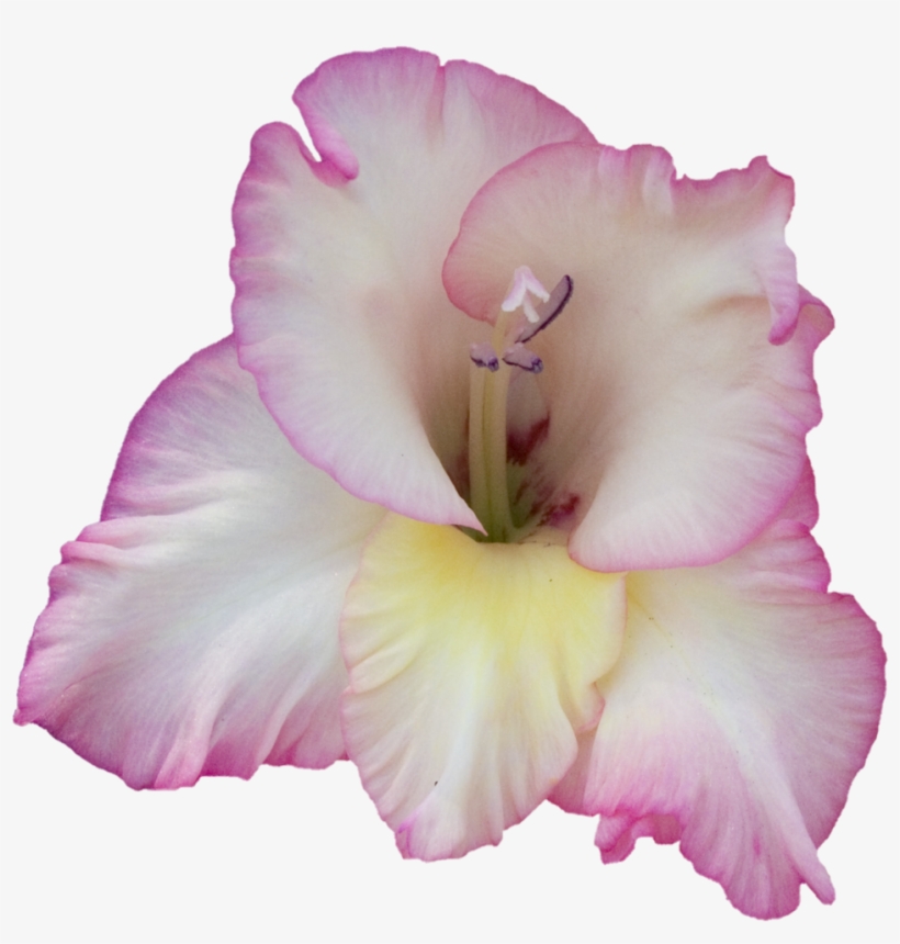 Gladiolus Pink Edge - Gladiolus, transparent png download