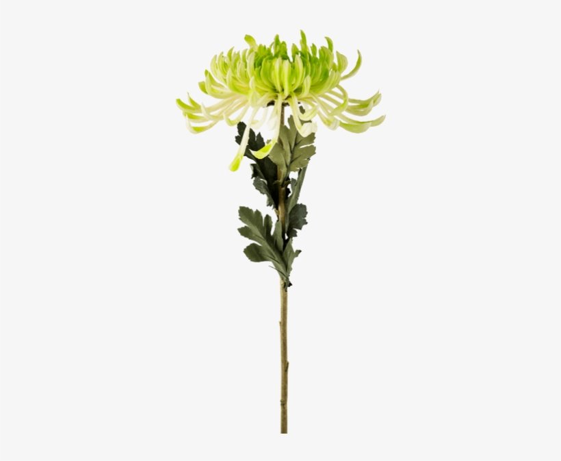Chrysanths, transparent png download