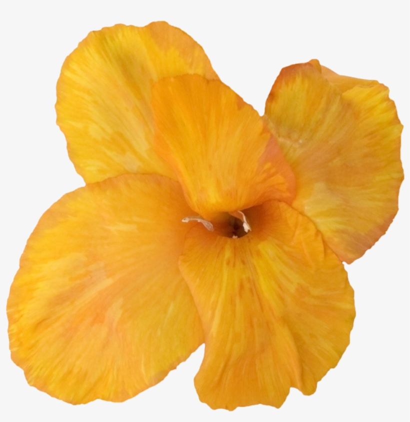 Gladiolus Orange - Hawaiian Hibiscus, transparent png download