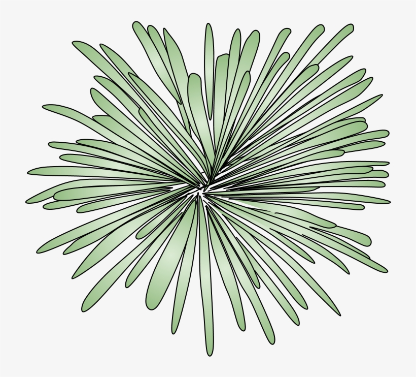 Fireworks, Burst, Style 2, Green, Png Fireworks - Stony Coral, transparent png download