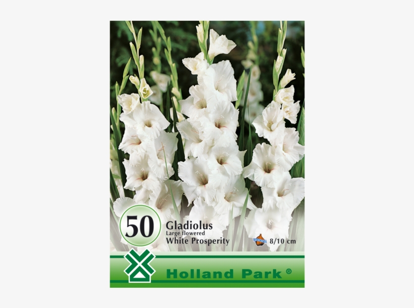 Virághagyma Kardvirág Piros Gladiolus Tradehorn - Gladiolus 'white Prosperity', transparent png download