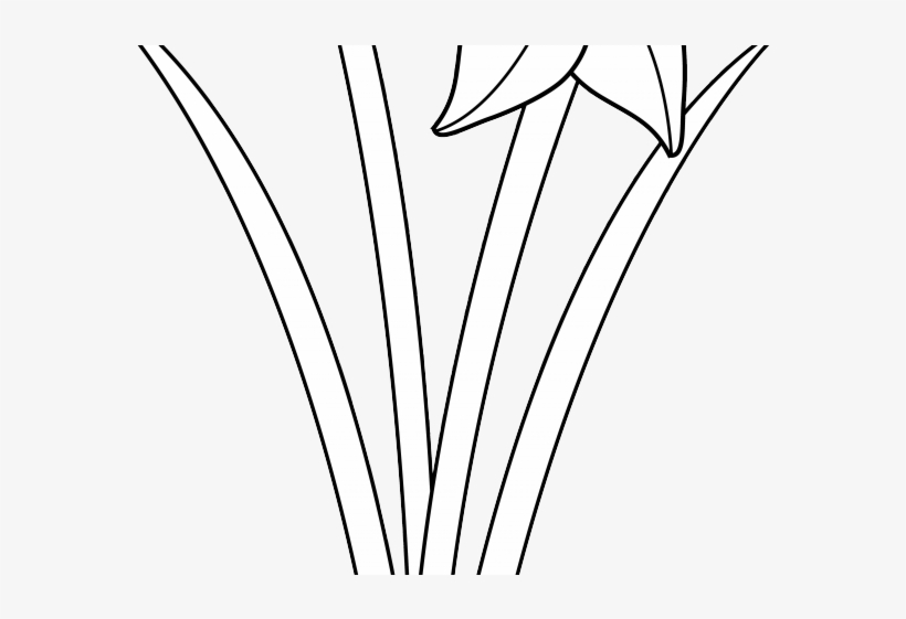 Gladiolus Clipart Sketches - Darkness, transparent png download