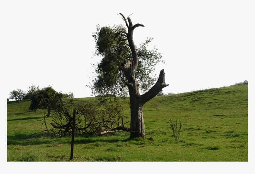 Tree-067 - Grass, transparent png download