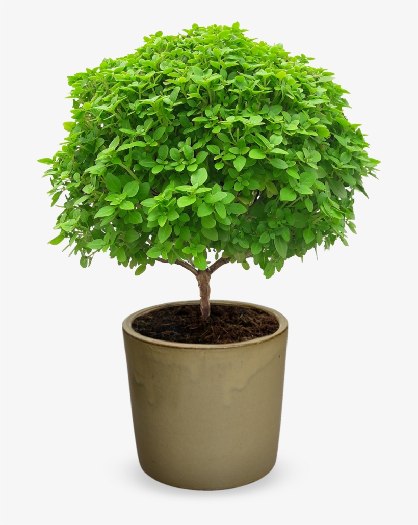 'el Greco- Bonsai' Grafted Ocimum Minimum - Sageretia Theezans, transparent png download