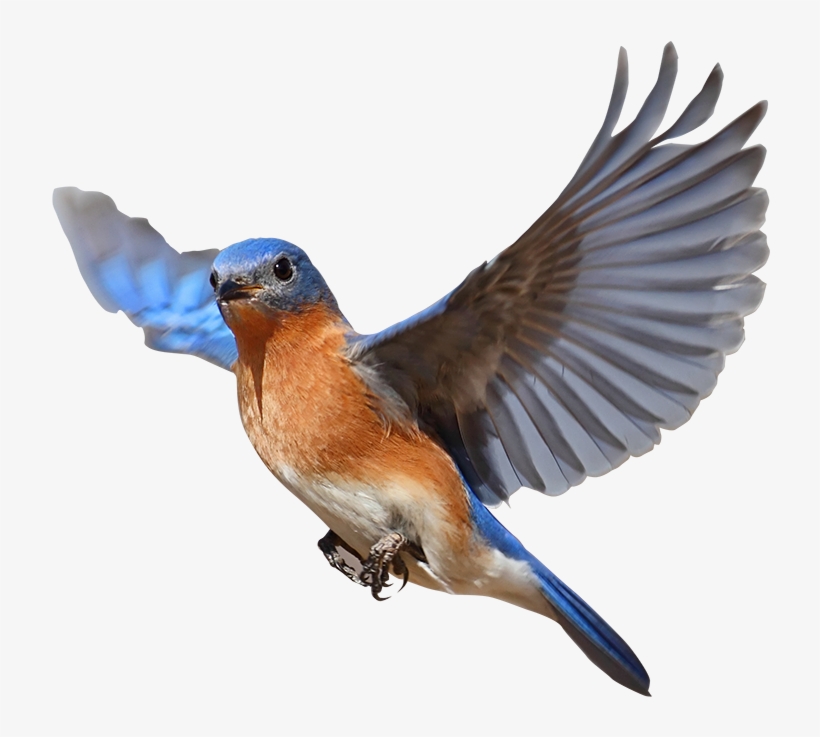 Collaborative Partners - European Swallow, transparent png download