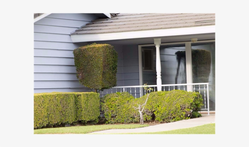 It Just Looks So Plastic - Hedge, transparent png download