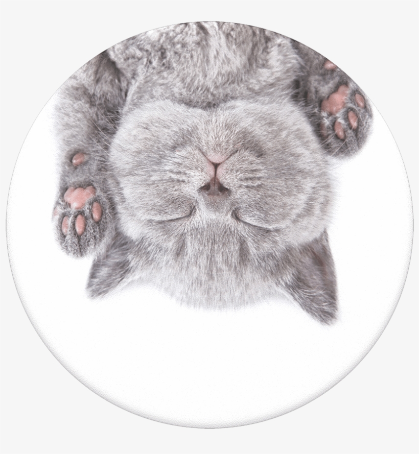 Cat Nap, Popsockets - British Shorthair, transparent png download