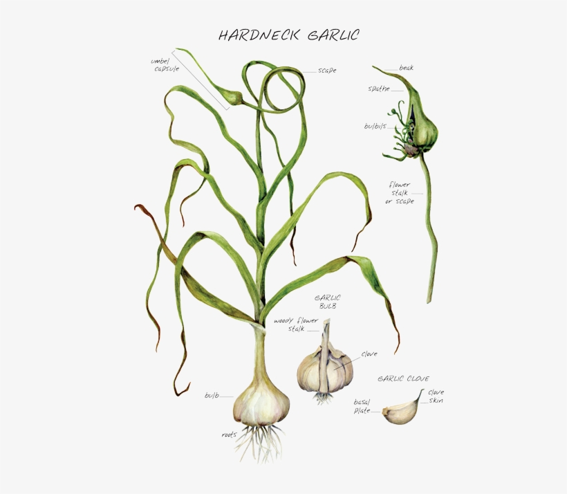 Click To Enlarge Image - Root Vegetable, transparent png download
