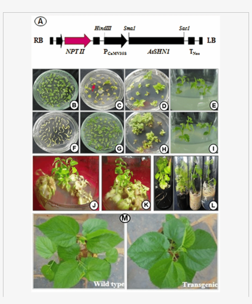 Genetic Transformation And Development Of Mulberry - Chlorophyta, transparent png download