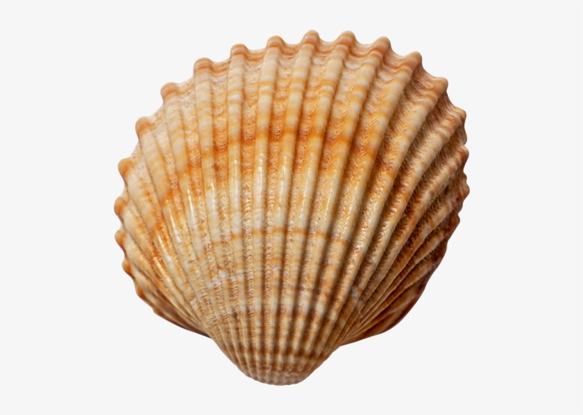 Sea Shell - Shell, transparent png download