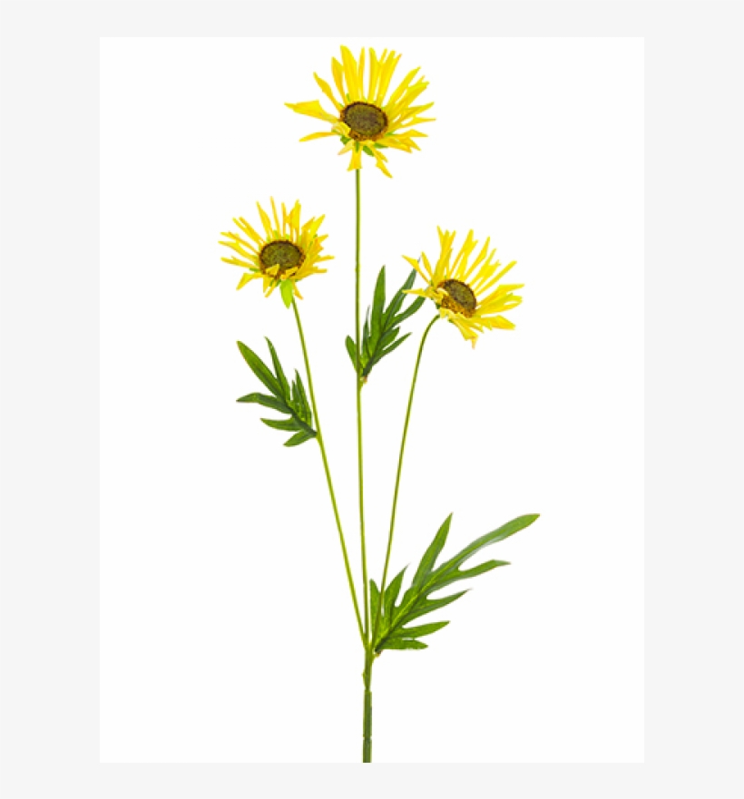 20" Mountain Daisy Spray Yellow - Alpine Aster, transparent png download