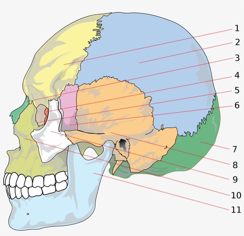 Open - Partes Del La Cabeza, transparent png download