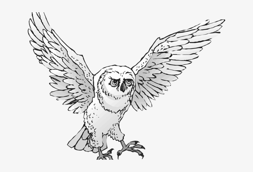 Snowy Owl Clipart Real Owl - Owl, transparent png download