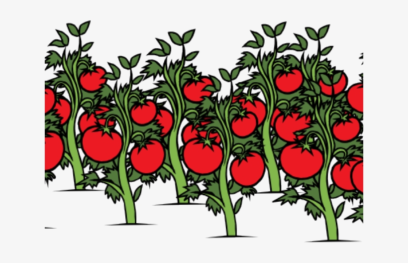 Tomato Clipart Patch - Tomato Plant Clip Art, transparent png download