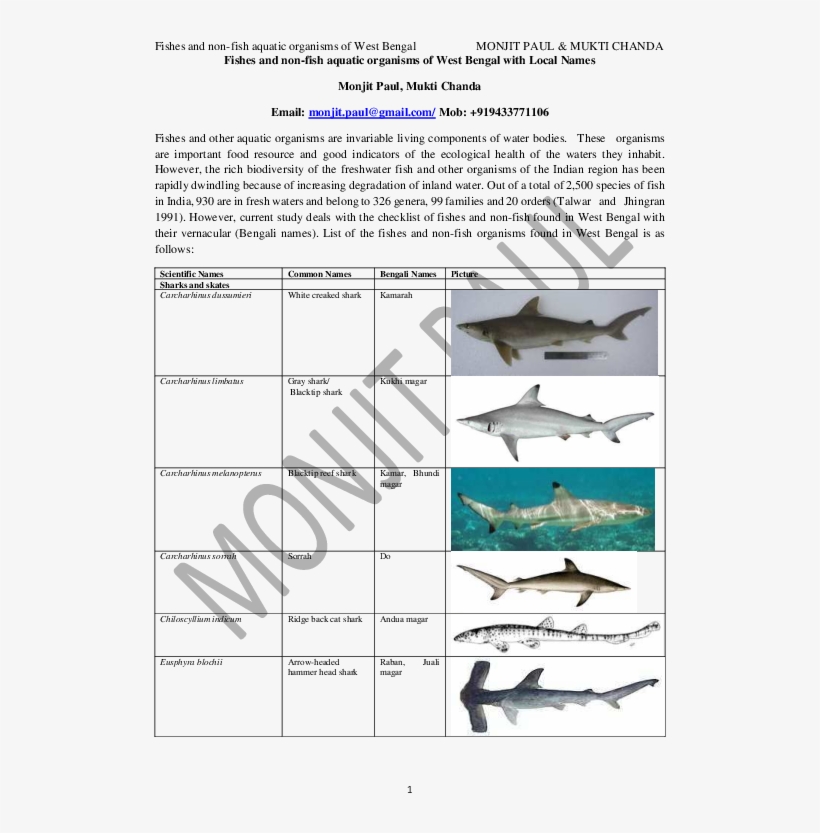 Pdf - Great White Shark, transparent png download