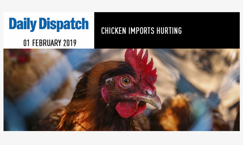 News - Chicken, transparent png download