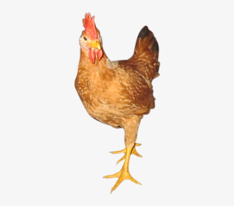 Color Chicken - Con Gà Tam Kỳ, transparent png download