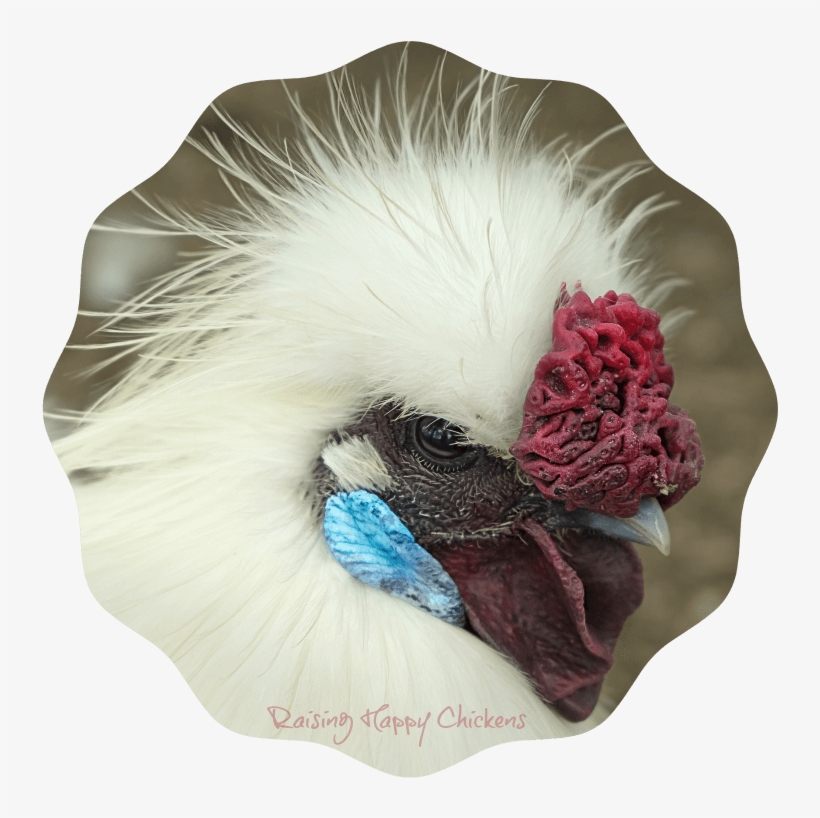 A Silkie Chicken - Chicken Silkie Comb, transparent png download