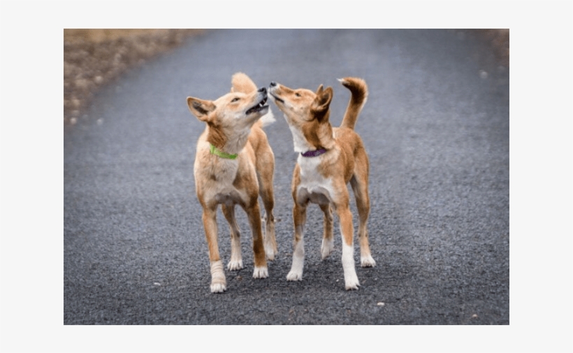 Donate To Petrescue - Calf, transparent png download