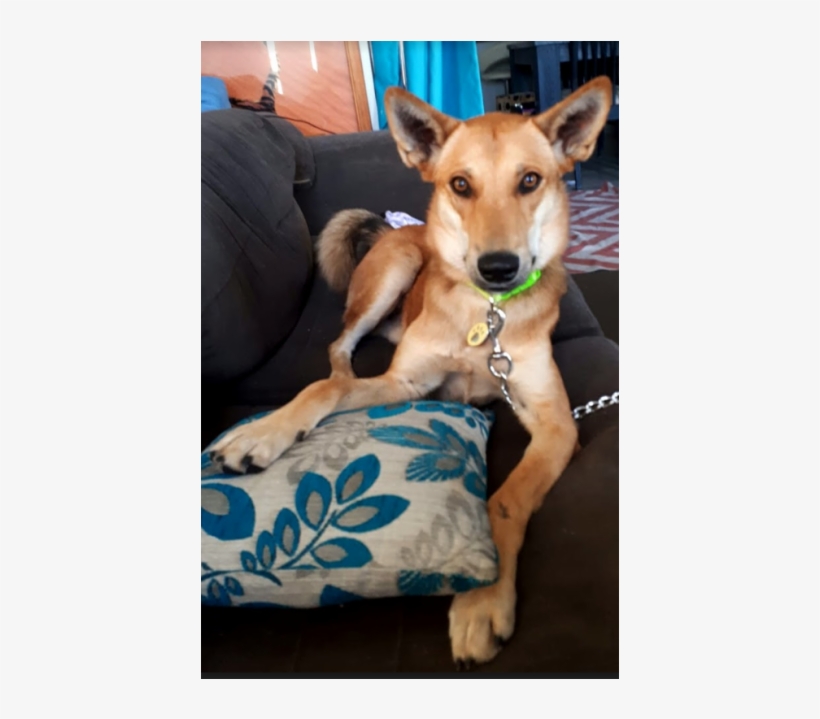 Donate To Petrescue - Companion Dog, transparent png download
