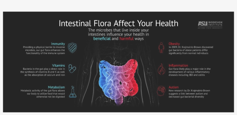 Affecthealth - Intestinal Flora Affect Your Health, transparent png download