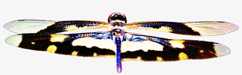 Dragonfly Sticker - Dragonfly, transparent png download