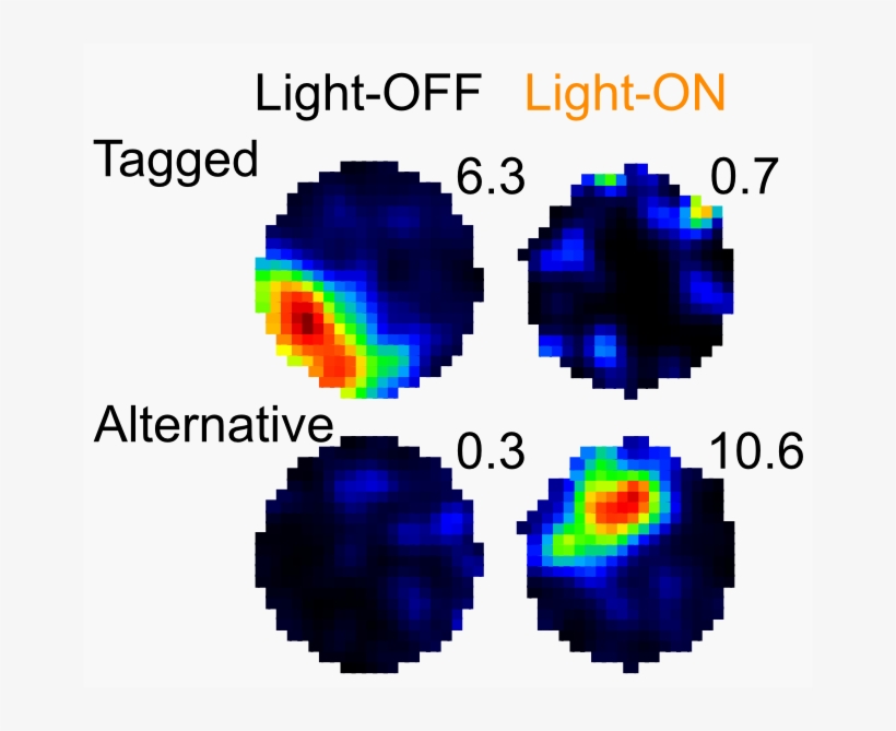 Example Spatial Rate Maps Of Simultaneously-recorded - Circle, transparent png download