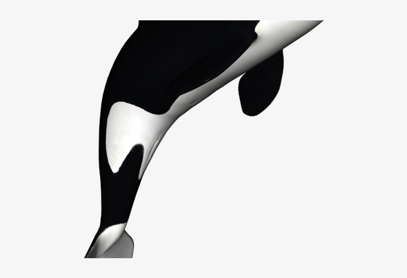 Killer Whale Png Transparent Images - Killer Whale Transparent Background, transparent png download