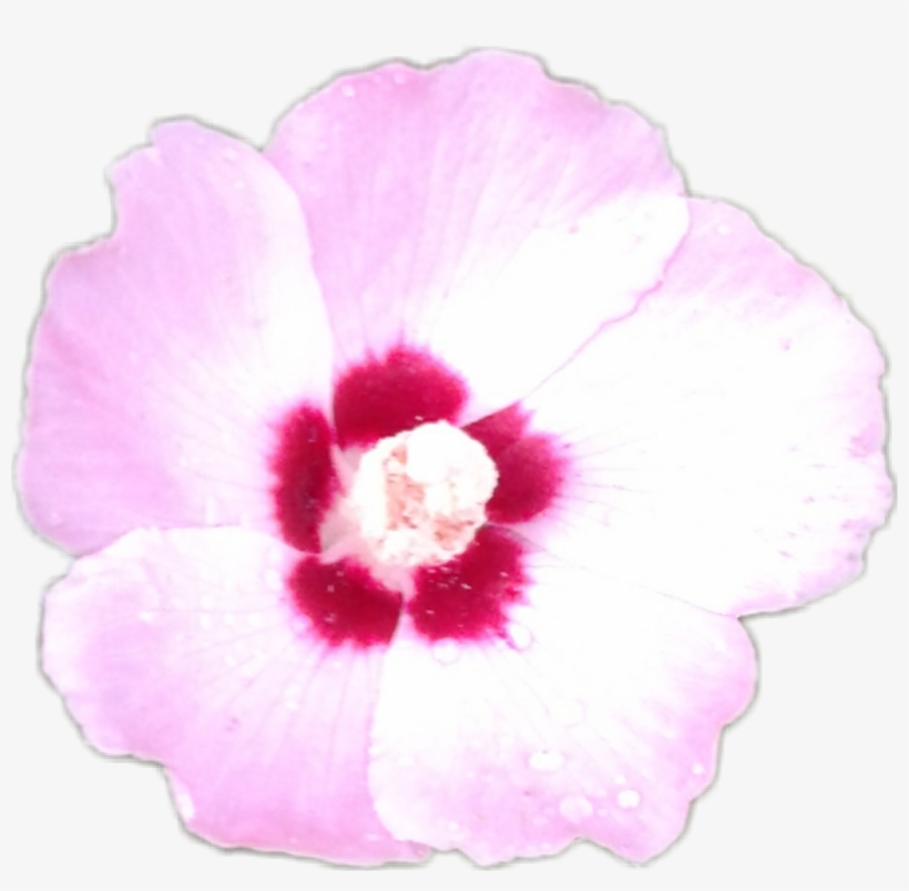 Tn Wildflower Flower Alexroweshitshow Tropicaltennessee - Petunia, transparent png download