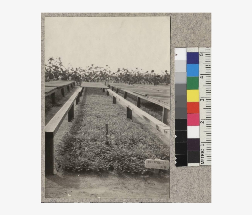 1-0 Redwood Seed Beds - Boardwalk, transparent png download