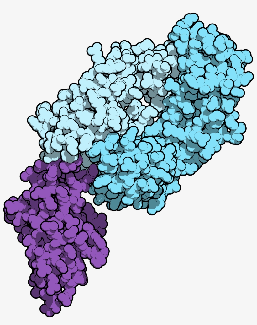 Nivolumab Antibody, transparent png download