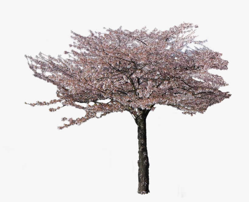 Free Download Image - Cherry Blossom Tree Transparent, transparent png download