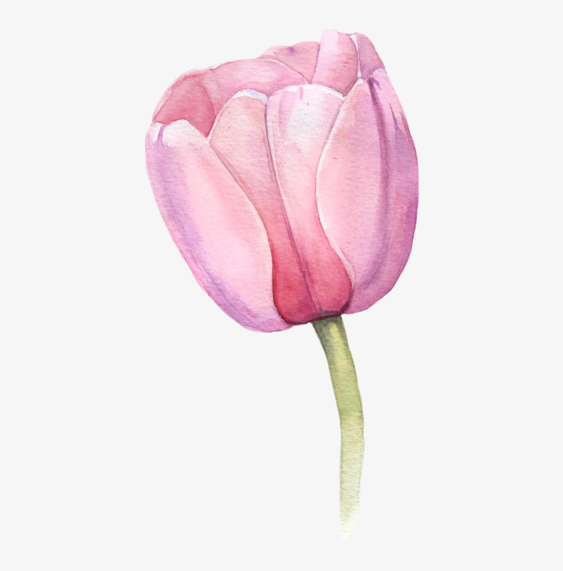 Watercolor Tulips - Watercolor Tulip, transparent png download