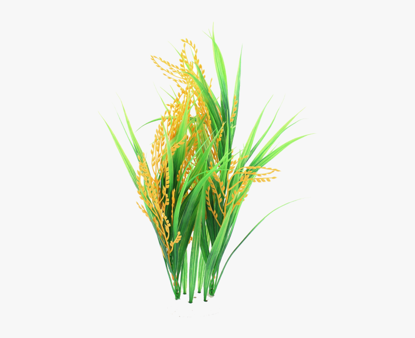 Free Png Rice High Quality Png Png Images Transparent - Rice .png, transparent png download