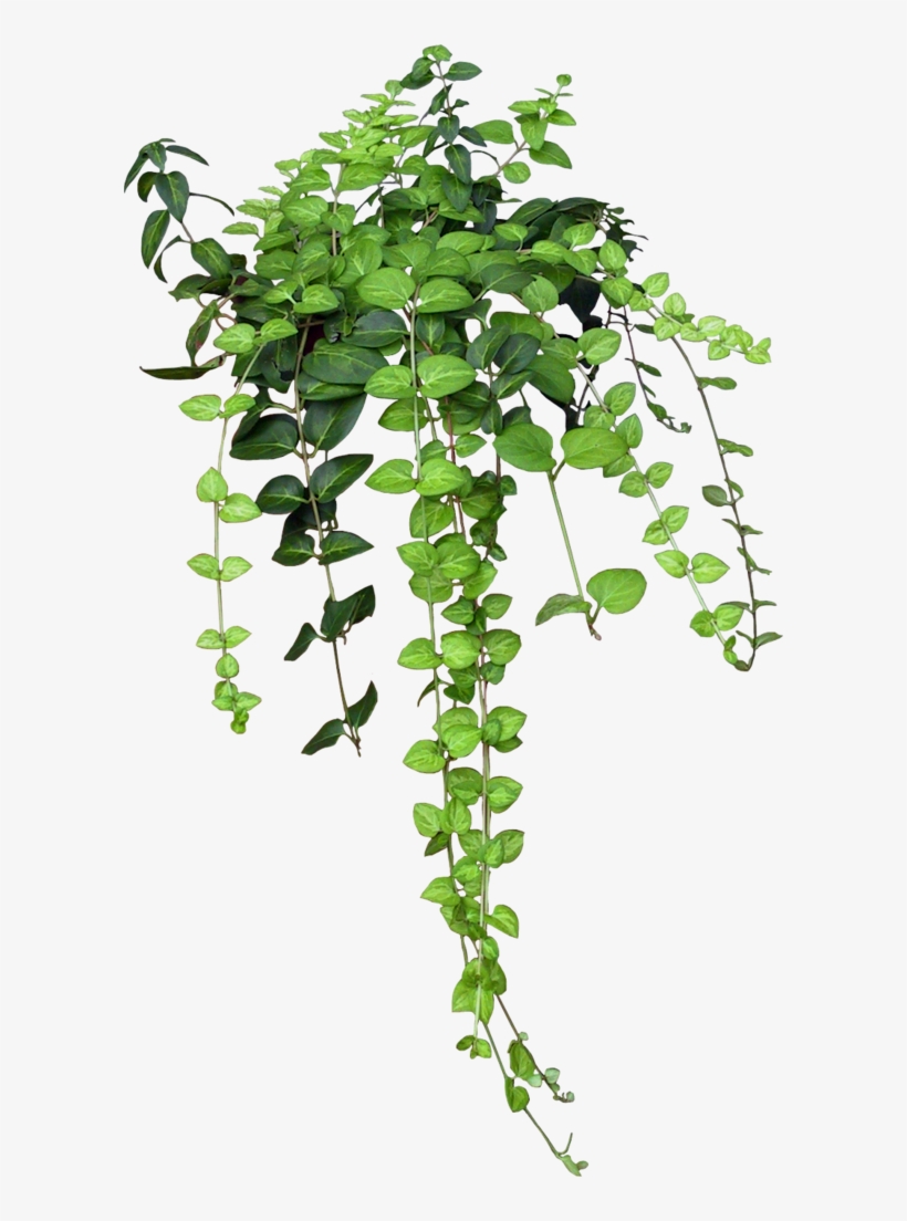 Banner Free On A Trip Part - Растения Пнг, transparent png download