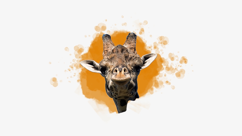 Masai Giraffe - World Of Zoology Png, transparent png download