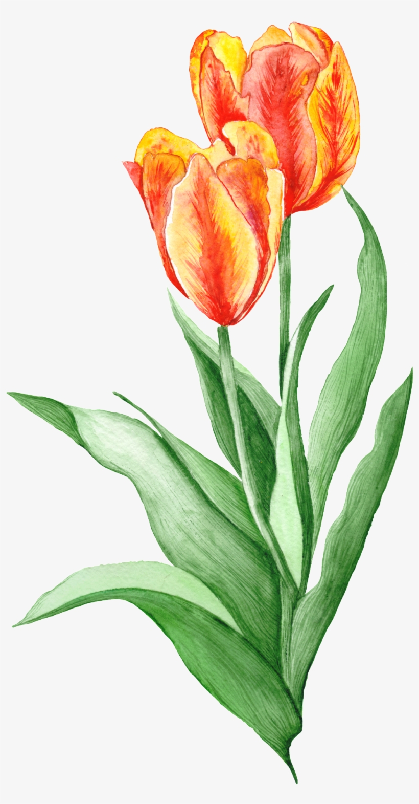 Hand Painted Realistic Tulip Flower Decoration Vector - Illustration, transparent png download