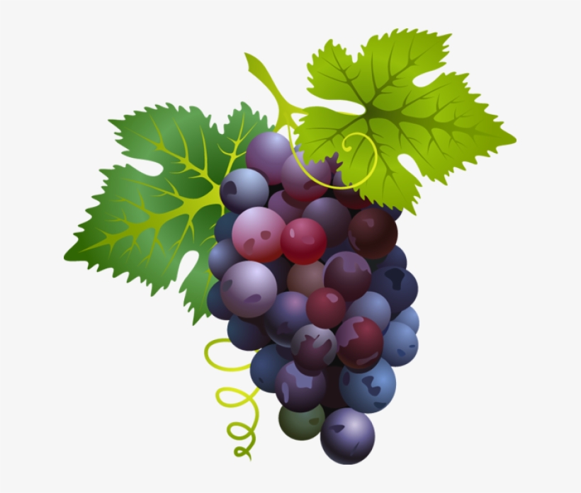 Great Clip Art Of Fruit And Paintings - Grapes Clipart, transparent png download